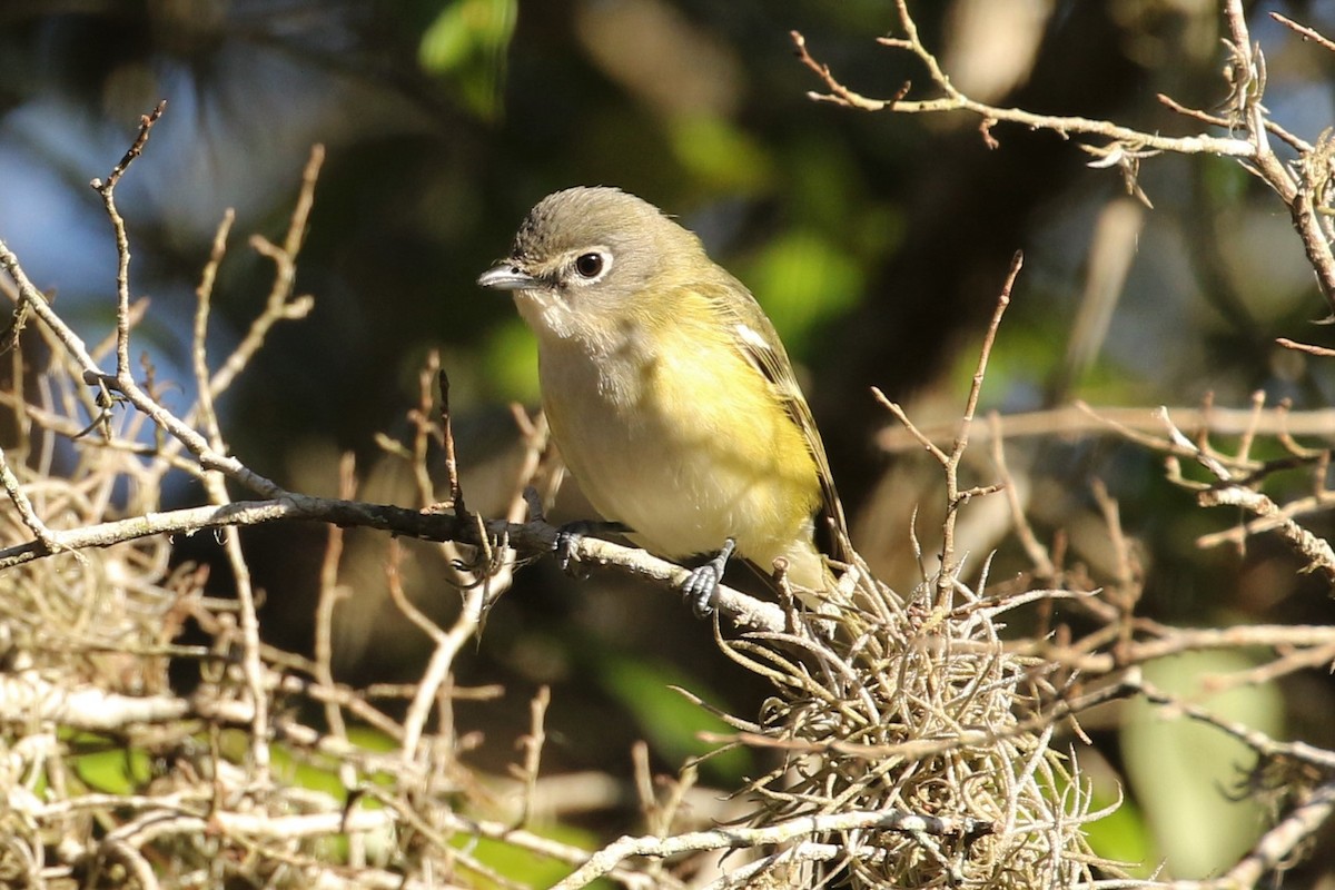 Mavi Başlı Vireo - ML47928881