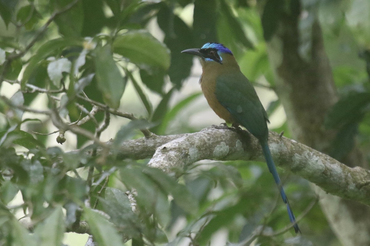 Amazonian Motmot - ML479289741