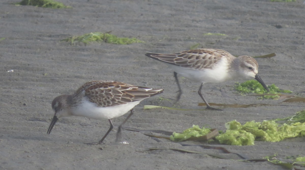 Western Sandpiper - ML479290971