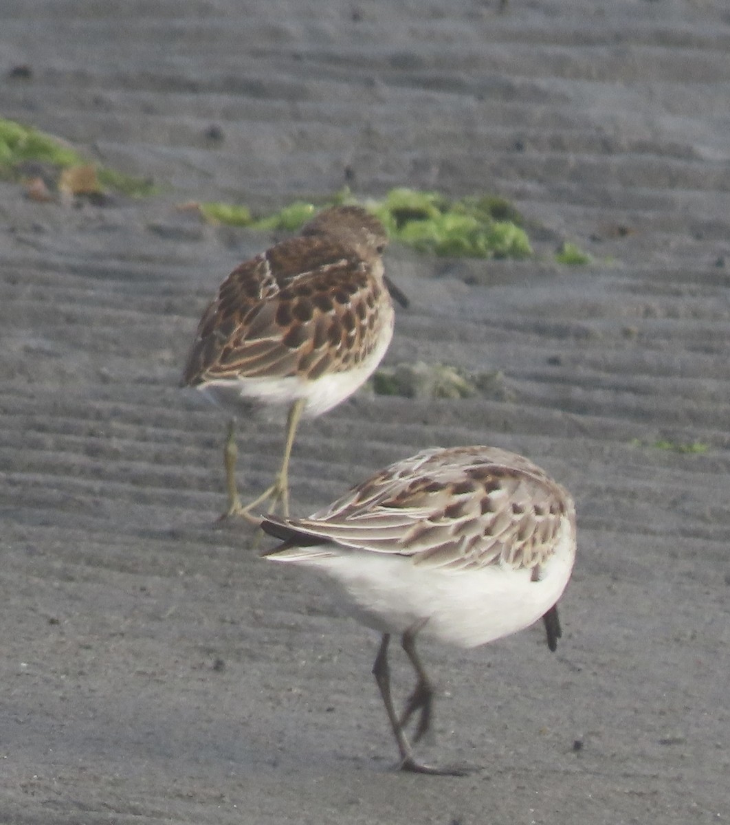 Western Sandpiper - ML479291891