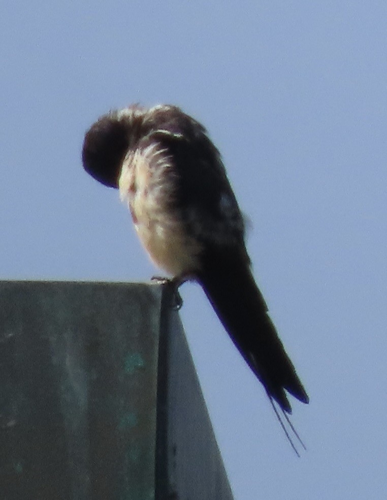 Hirondelle rustique (erythrogaster) - ML479292691