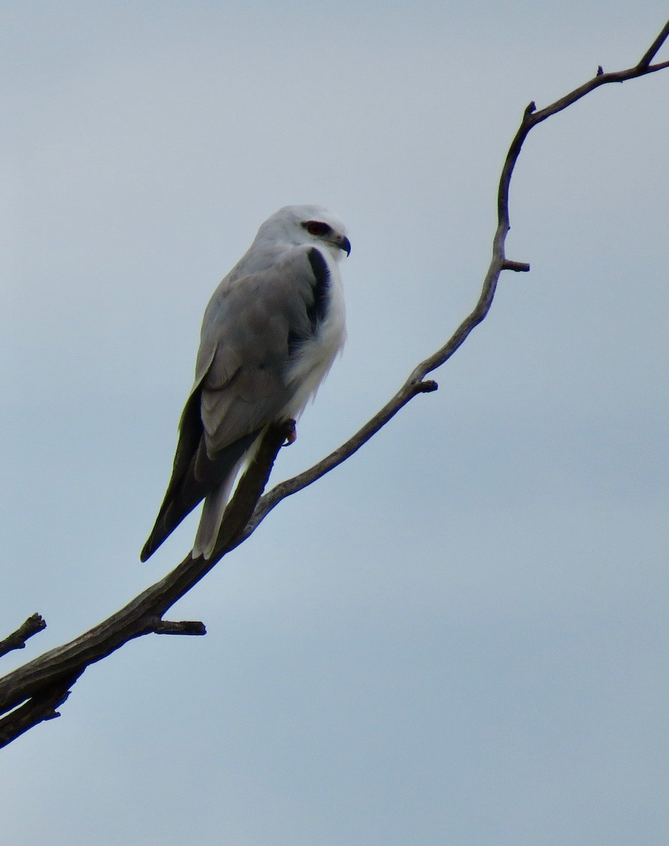 Black-shouldered Kite - ML479293491