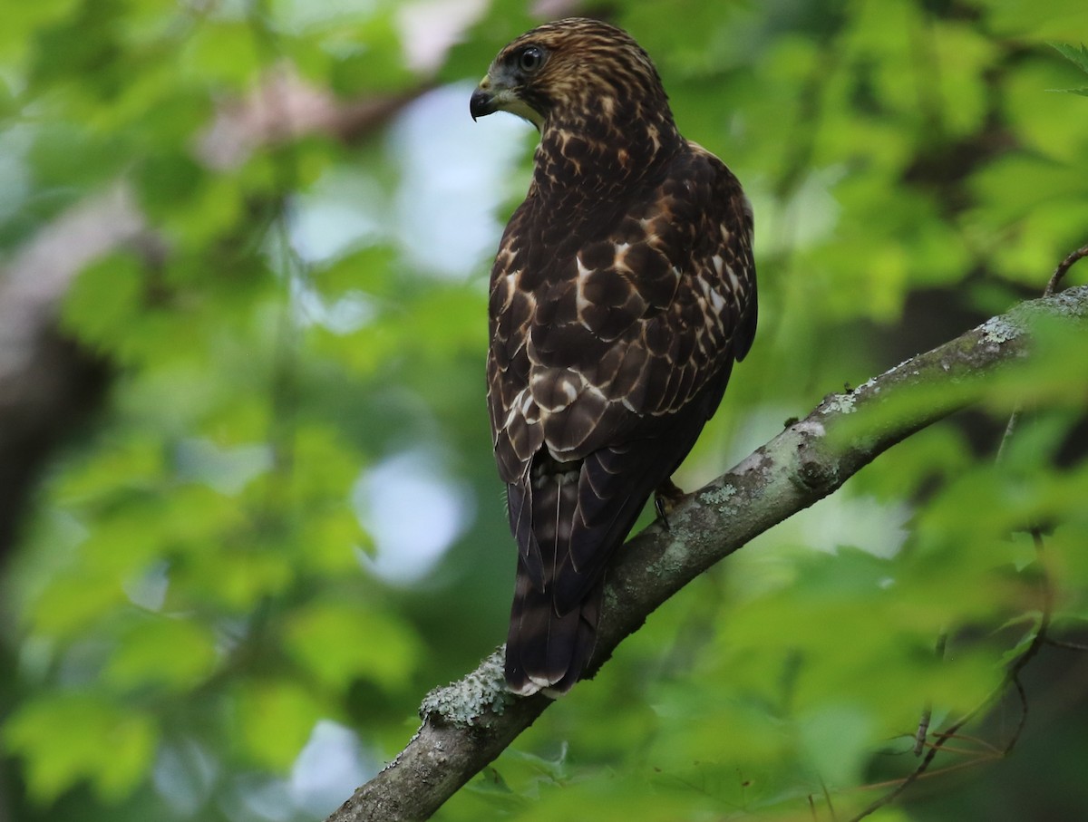 Geniş Kanatlı Şahin (platypterus) - ML479293741