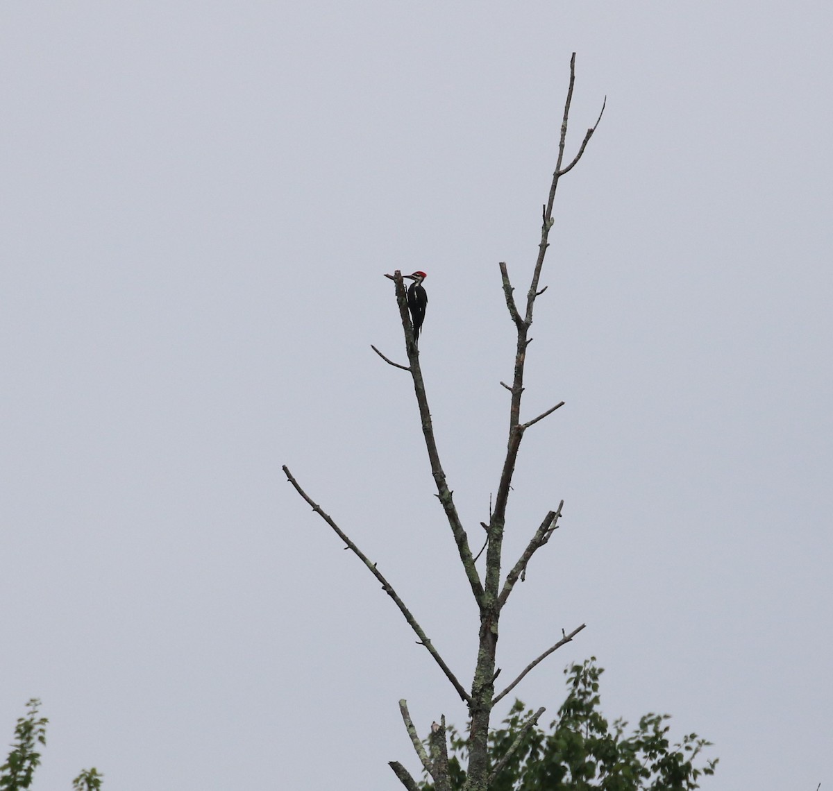 Pileated Woodpecker - ML479293941