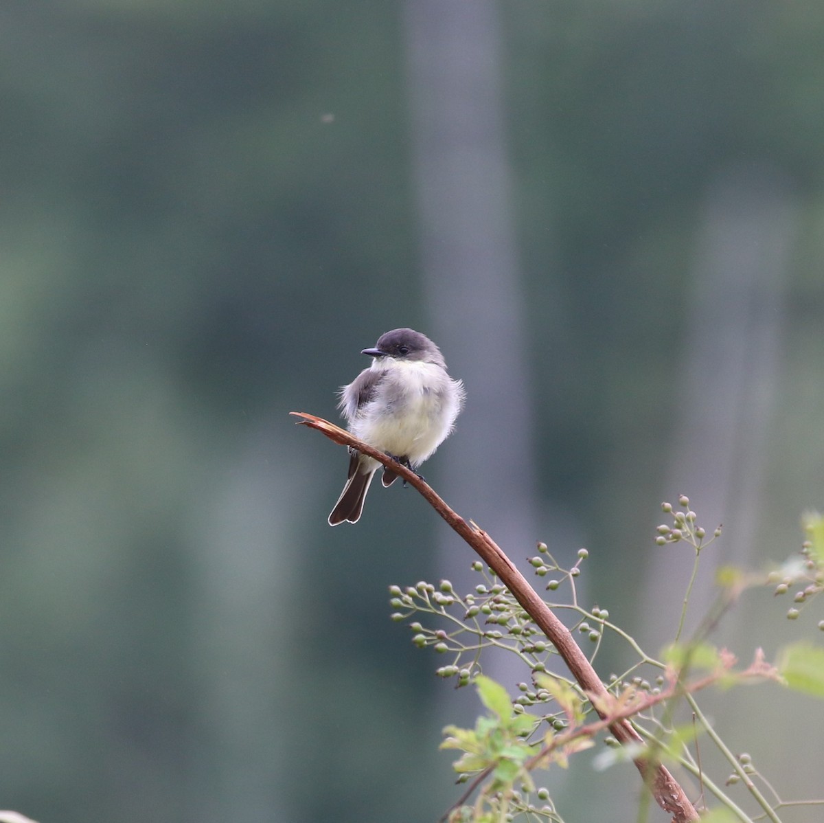 Eastern Phoebe - ML479294001