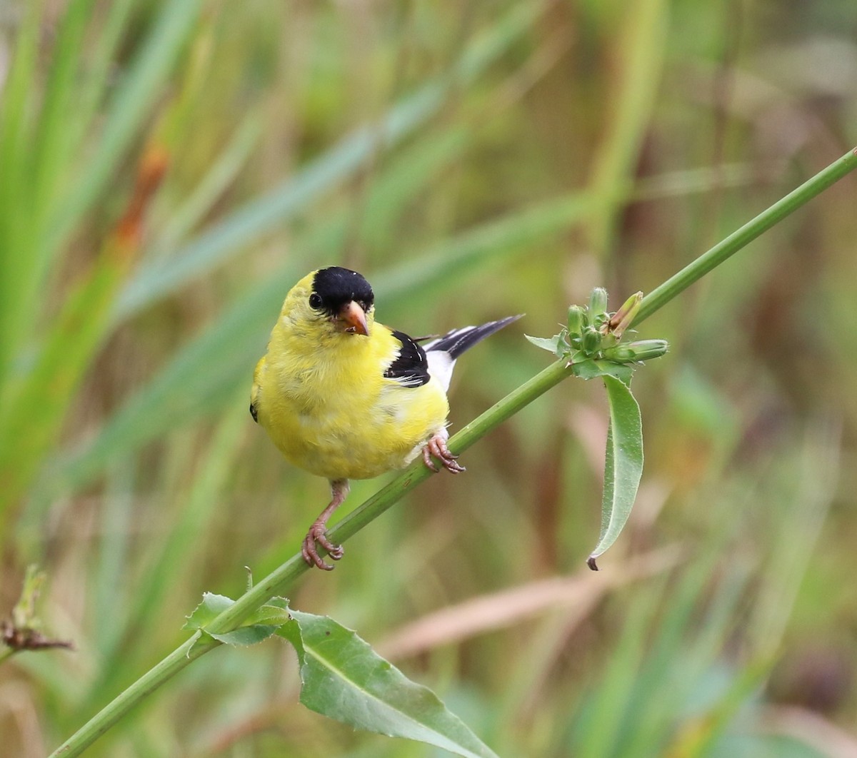 Chardonneret jaune - ML479294301