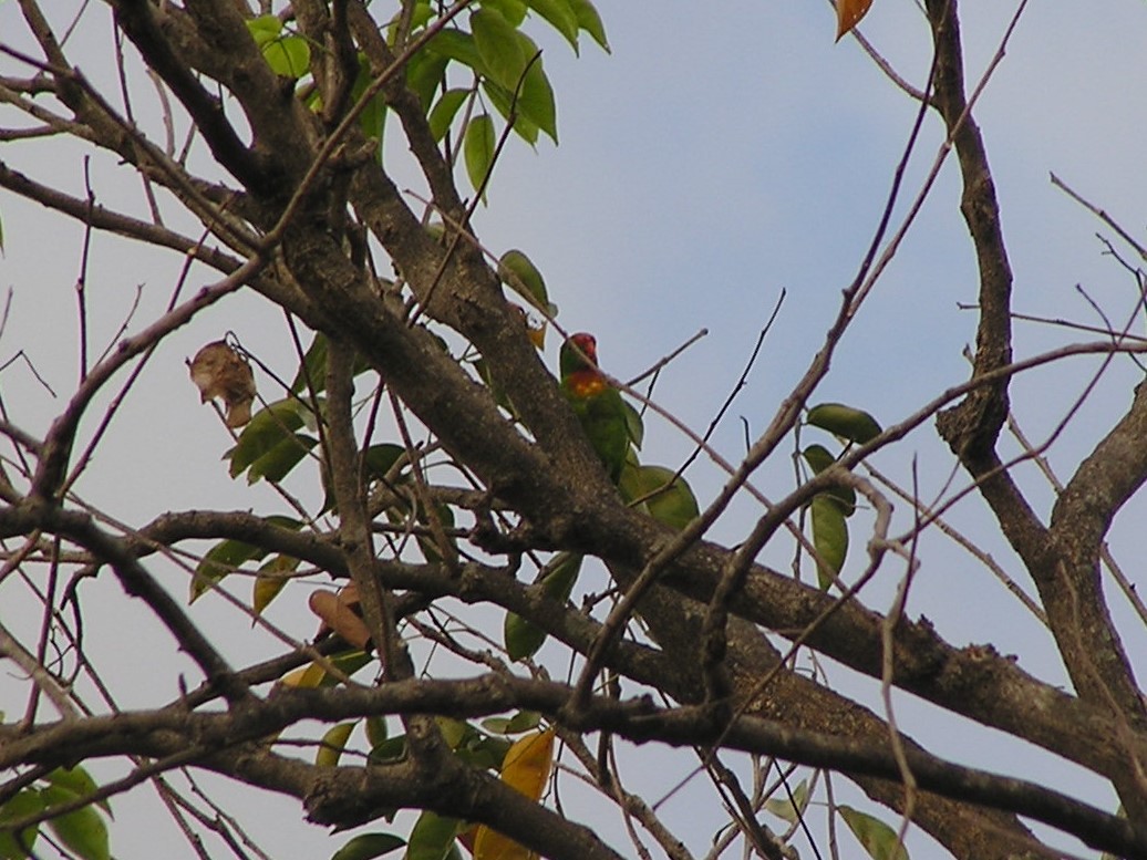 Philippine Hanging-Parrot - Kevin White