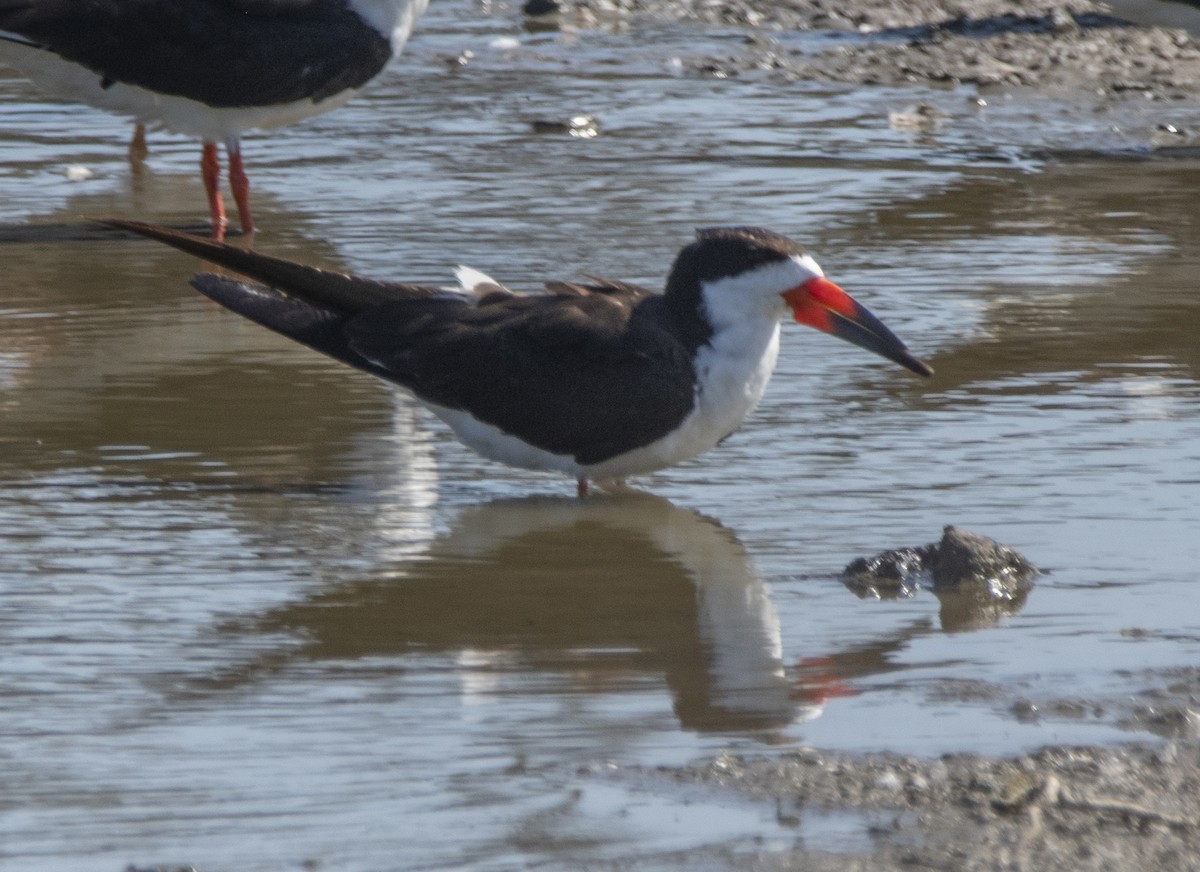 Black Skimmer - ML479295541