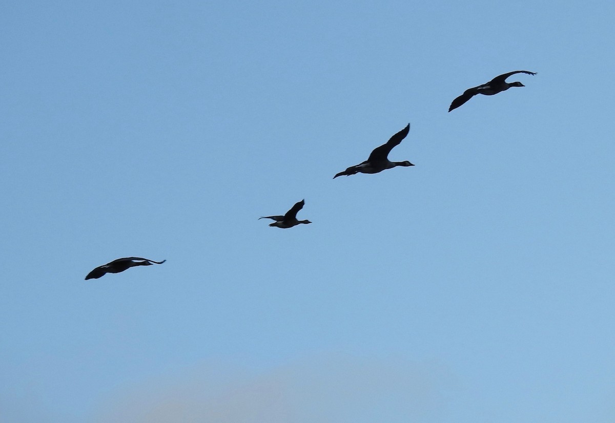 Greater White-fronted Goose - ML479297461