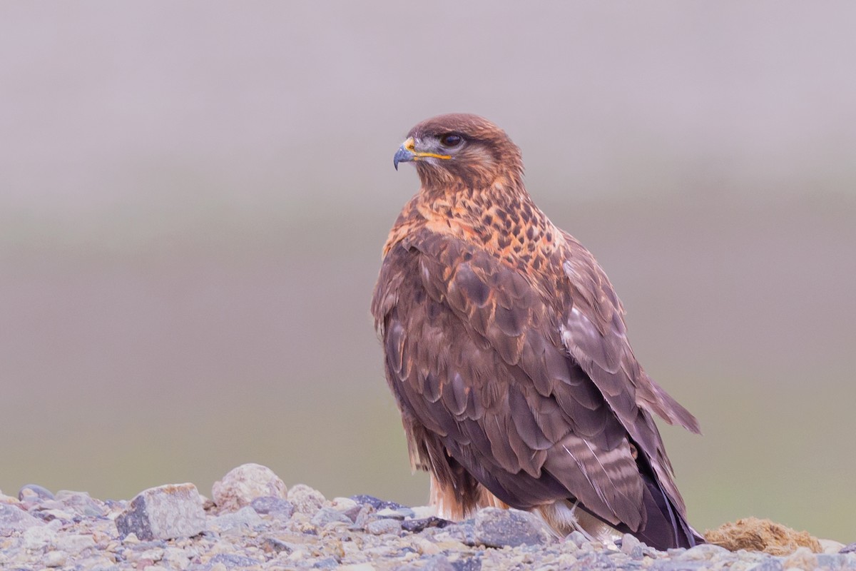 Upland Buzzard - ML479297501
