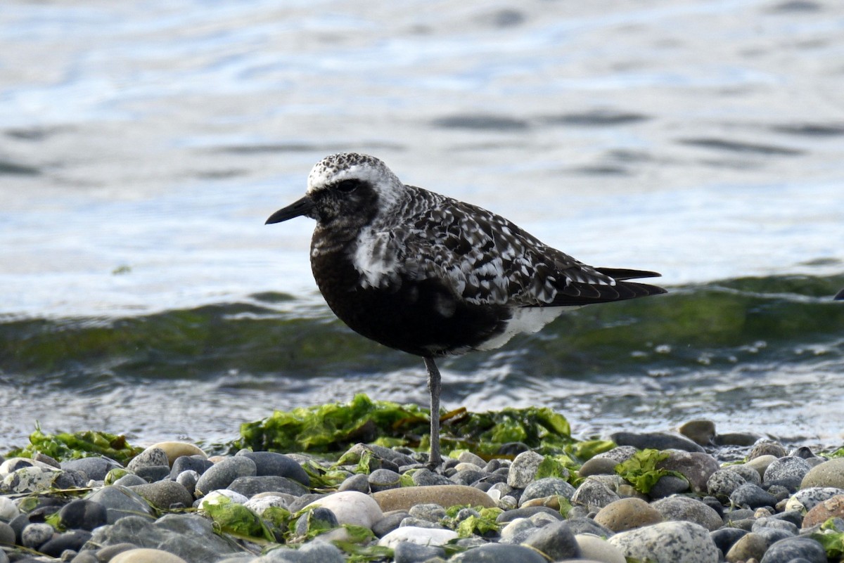 Black-bellied Plover - Leeny A