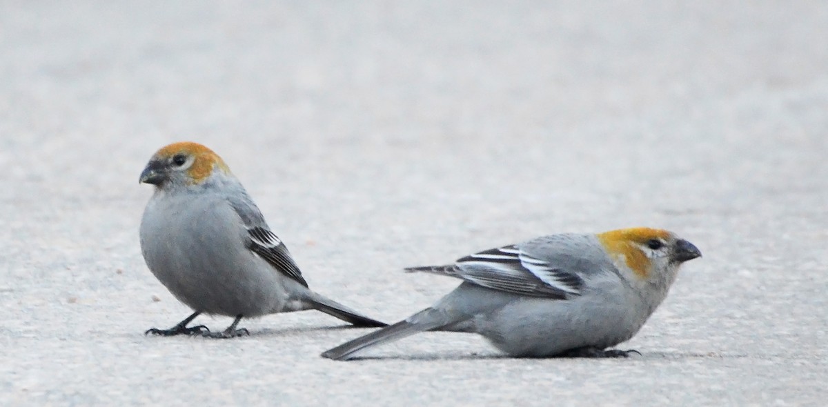 Pine Grosbeak - ML47929831