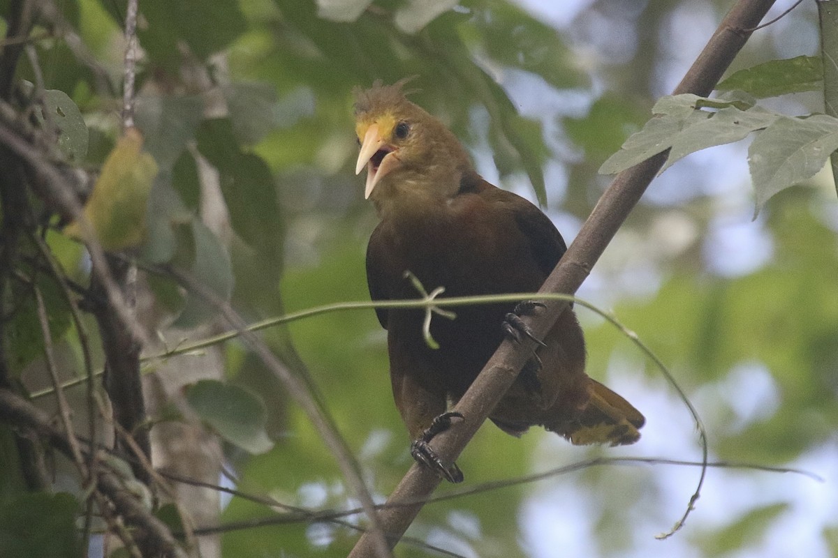 Russet-backed Oropendola - ML479299611