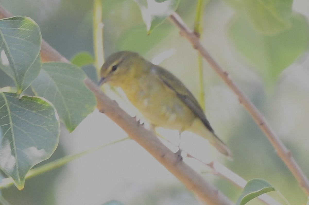 Tennessee Warbler - ML479299881