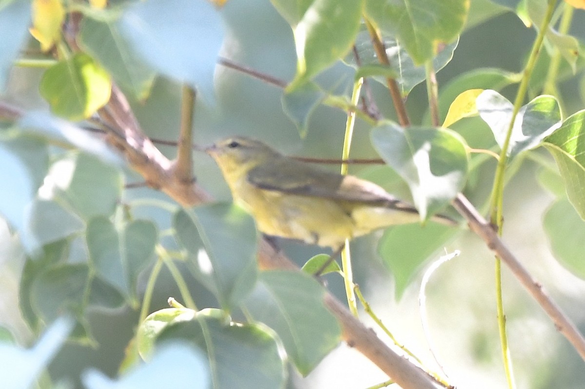 Tennessee Warbler - ML479299891