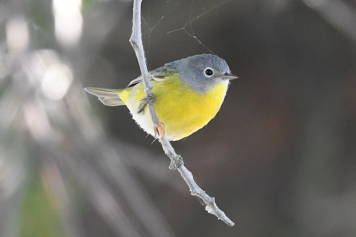 Nashville Warbler - ML479300371