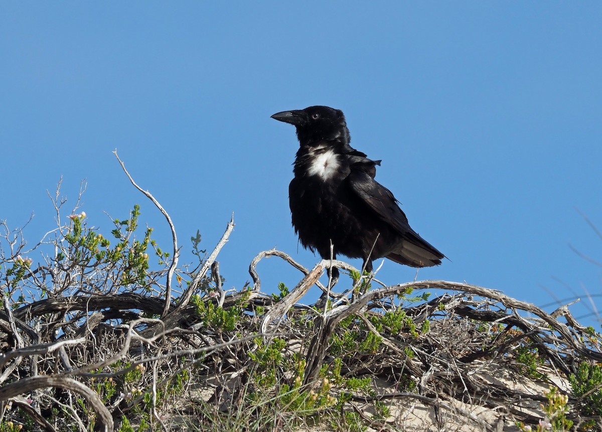 Corbeau de Torres - ML479300501