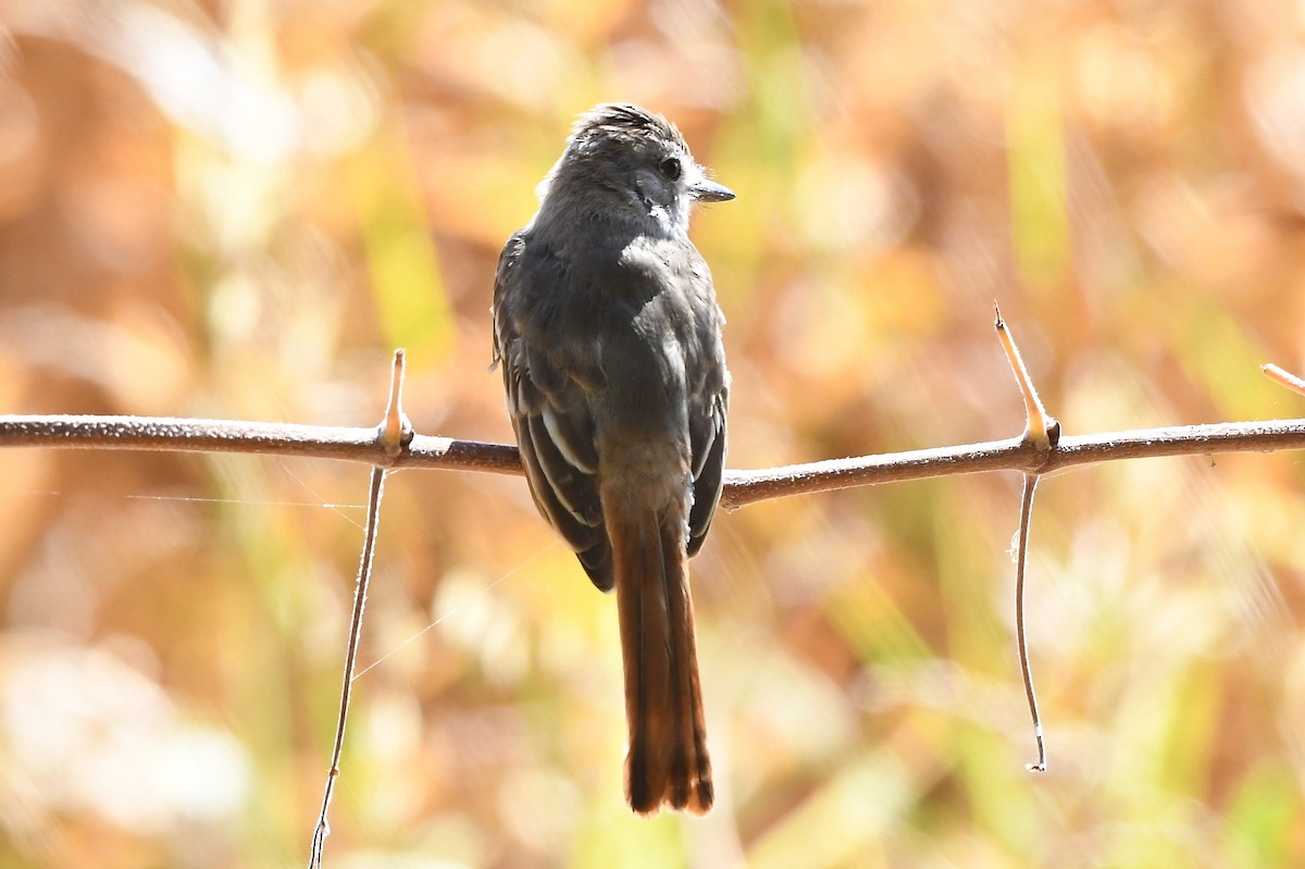 Ash-throated Flycatcher - ML479300531