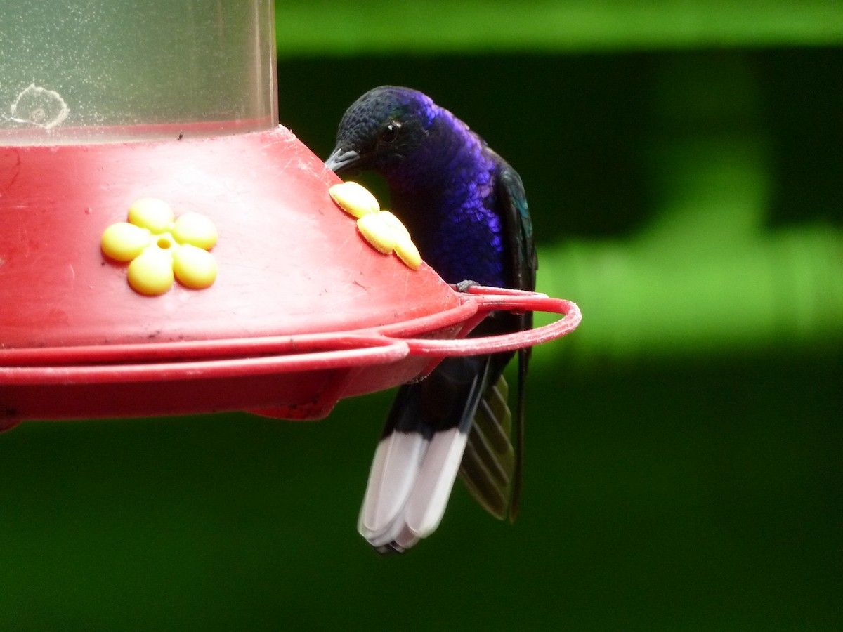 Colibrí Morado - ML479300651