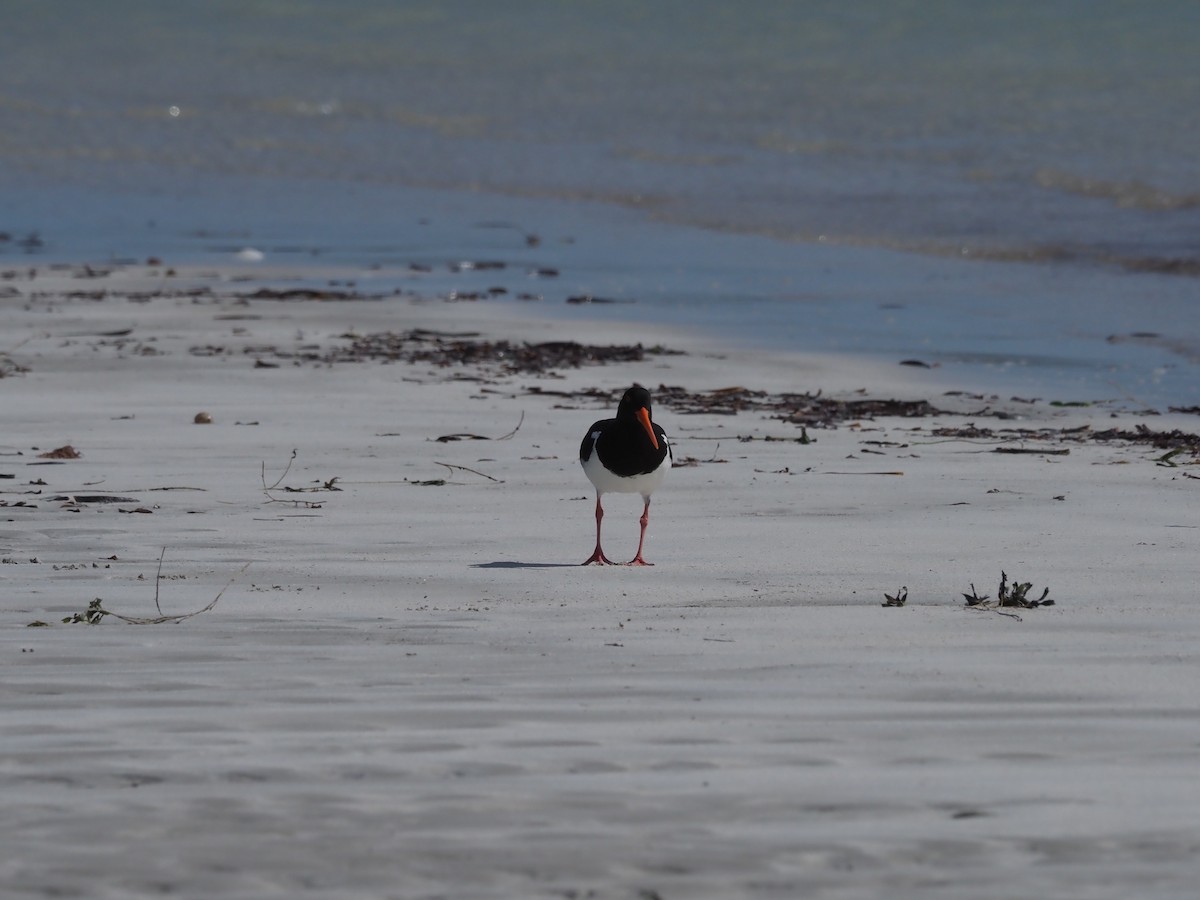 Pied Oystercatcher - ML479301531