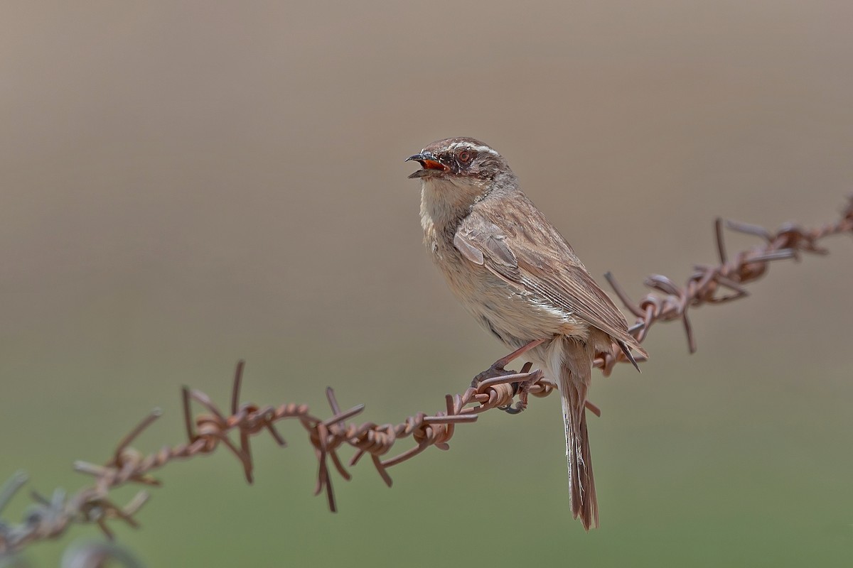 Brown Accentor - ML479301981