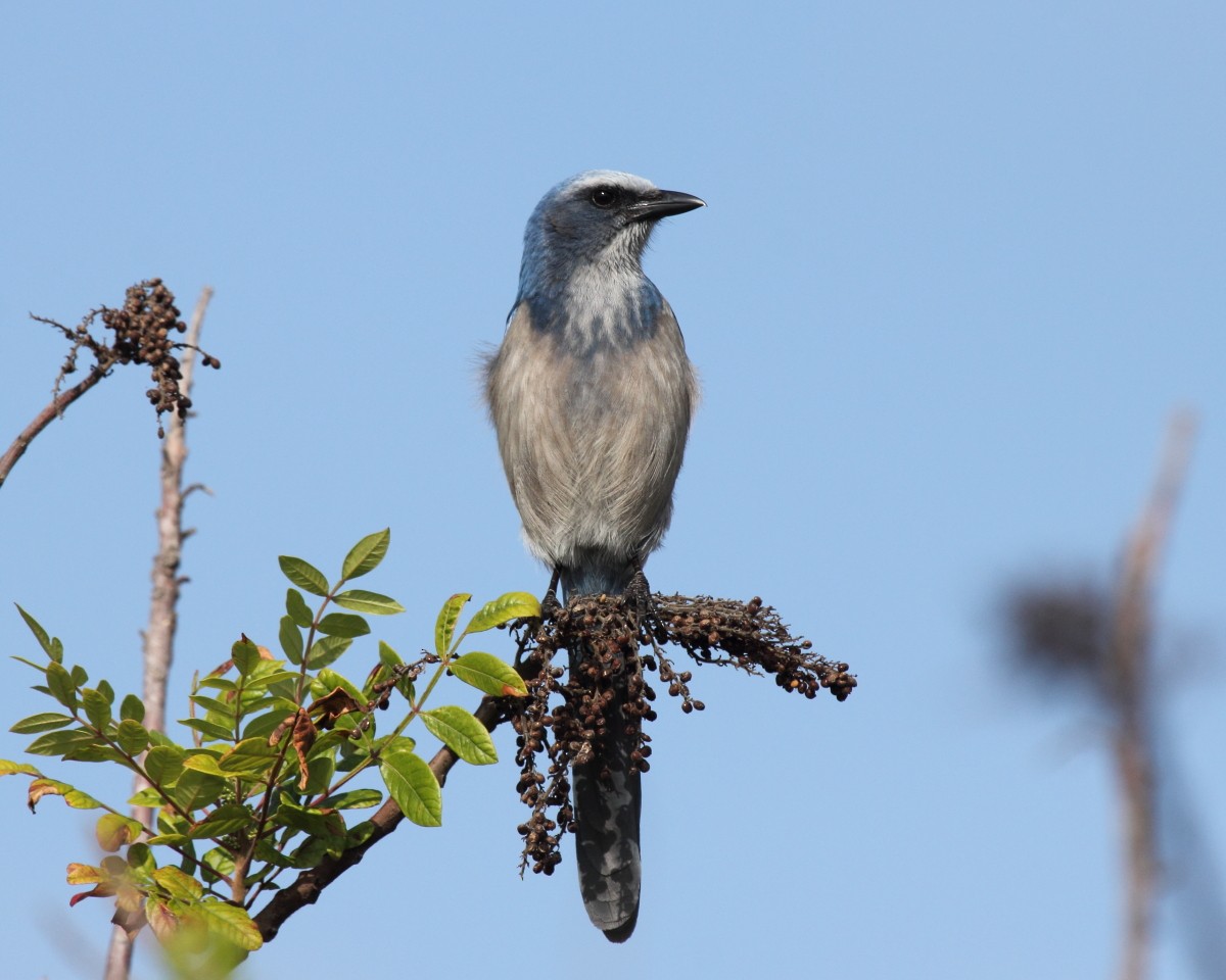 Florida Scrub-Jay - Mike V.A. Burrell