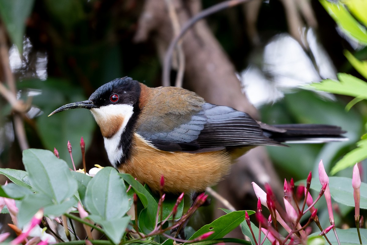 Eastern Spinebill - ML479304641