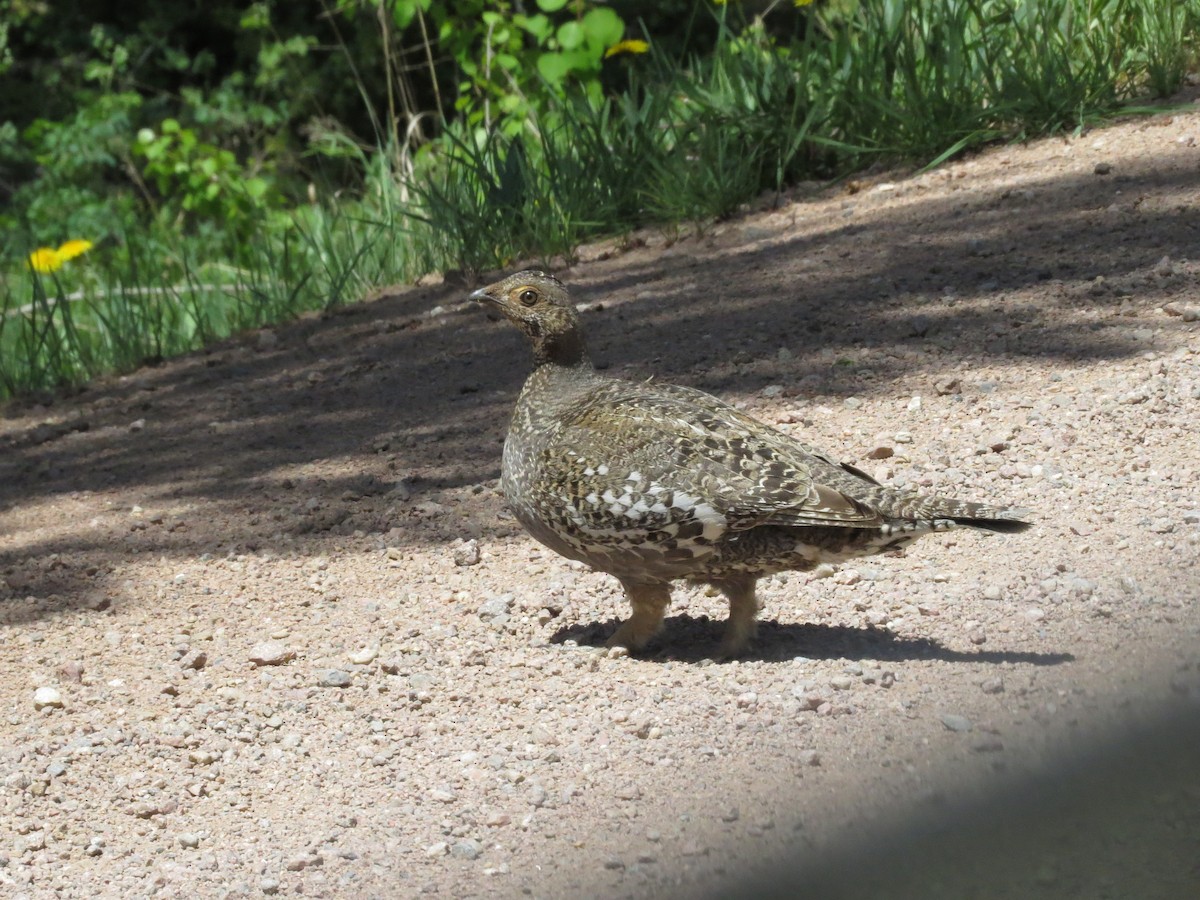 Dusky Grouse - ML479305501