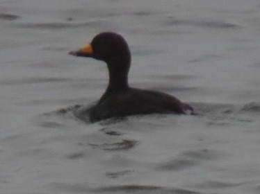 Black Scoter - ML479305821