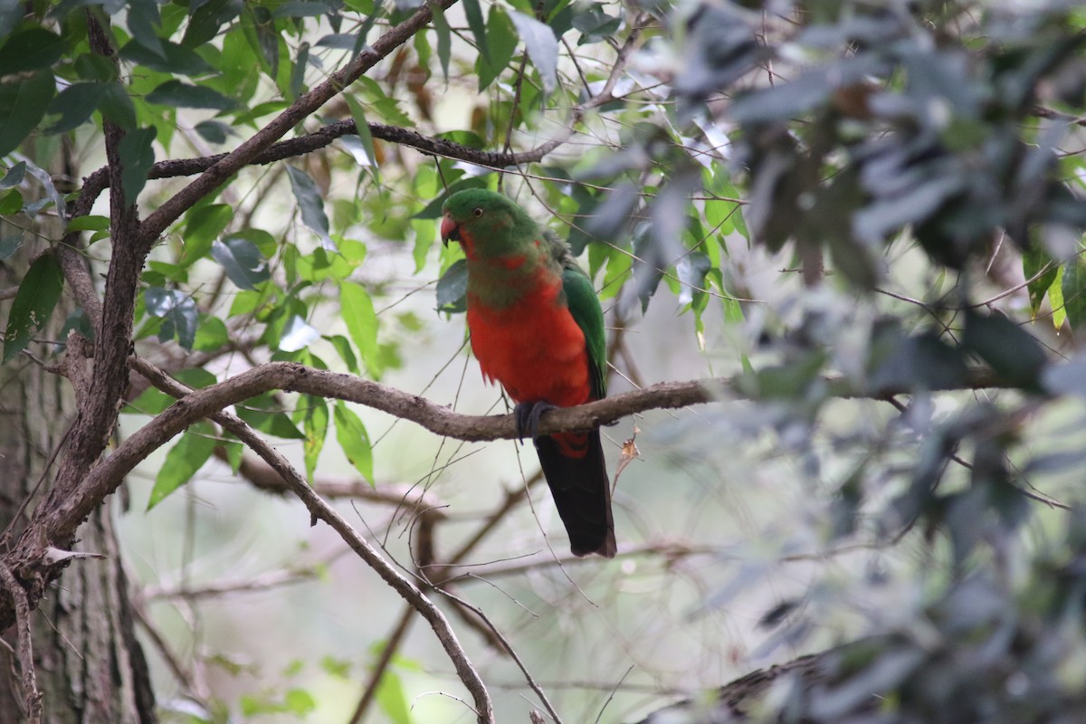 Australian King-Parrot - ML479306711