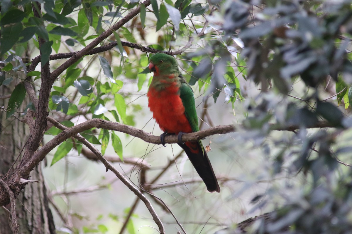 Australian King-Parrot - ML479306721