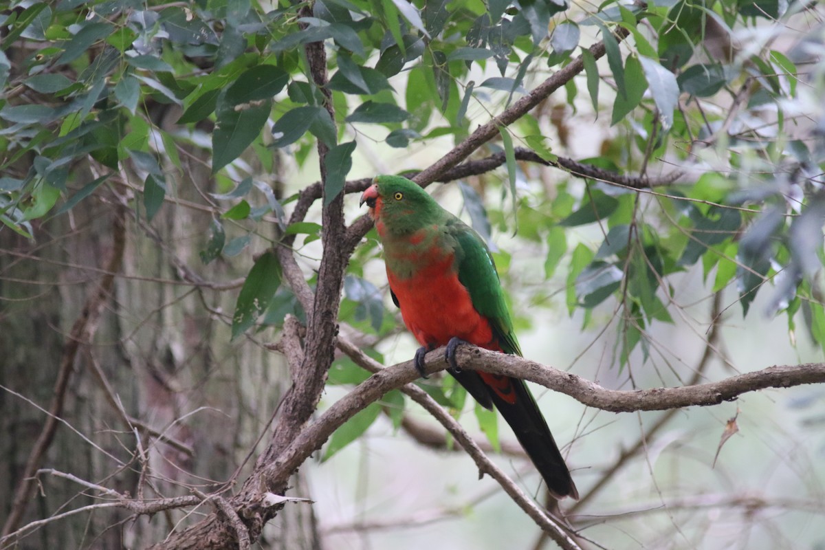 Australian King-Parrot - ML479307261