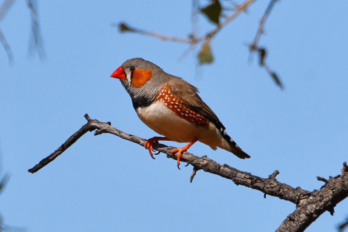 Zebra Finch - ML479307511