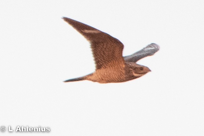 Common Nighthawk - ML479307721