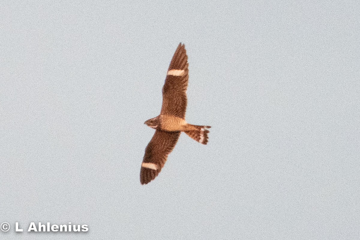 Common Nighthawk - ML479307731