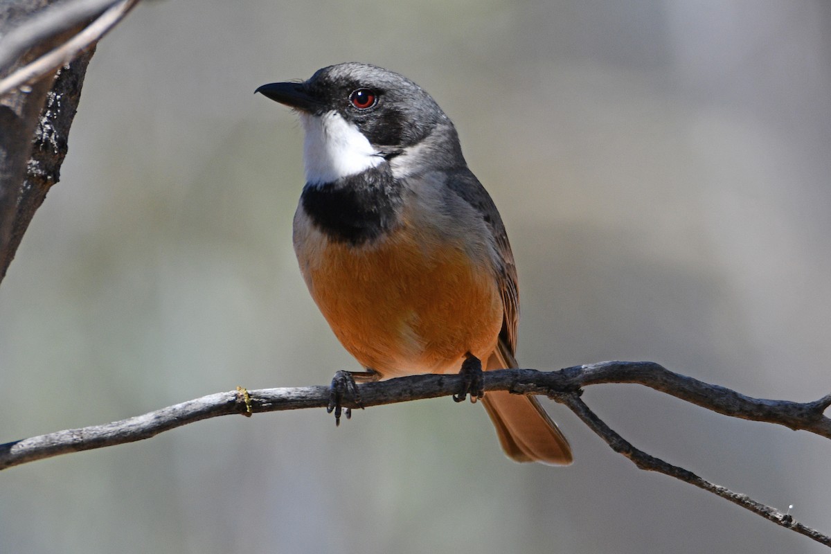 Rufous Whistler - ML479308221