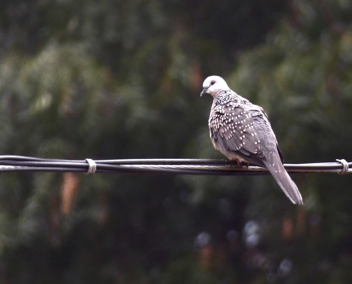 Spotted Dove - ML479308621