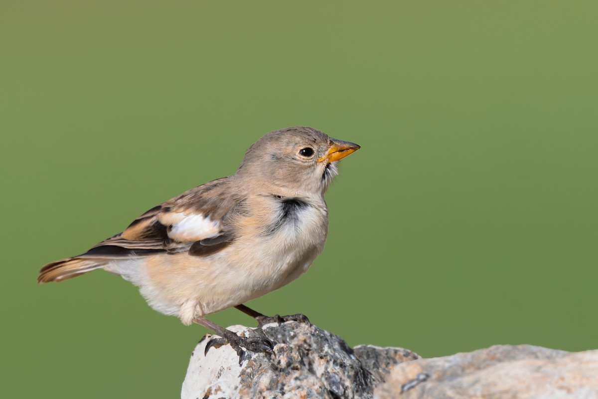 Black-winged Snowfinch - Rajkumar Das