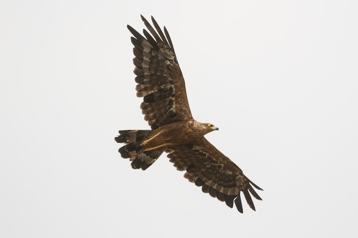 African Harrier-Hawk - ML479308961