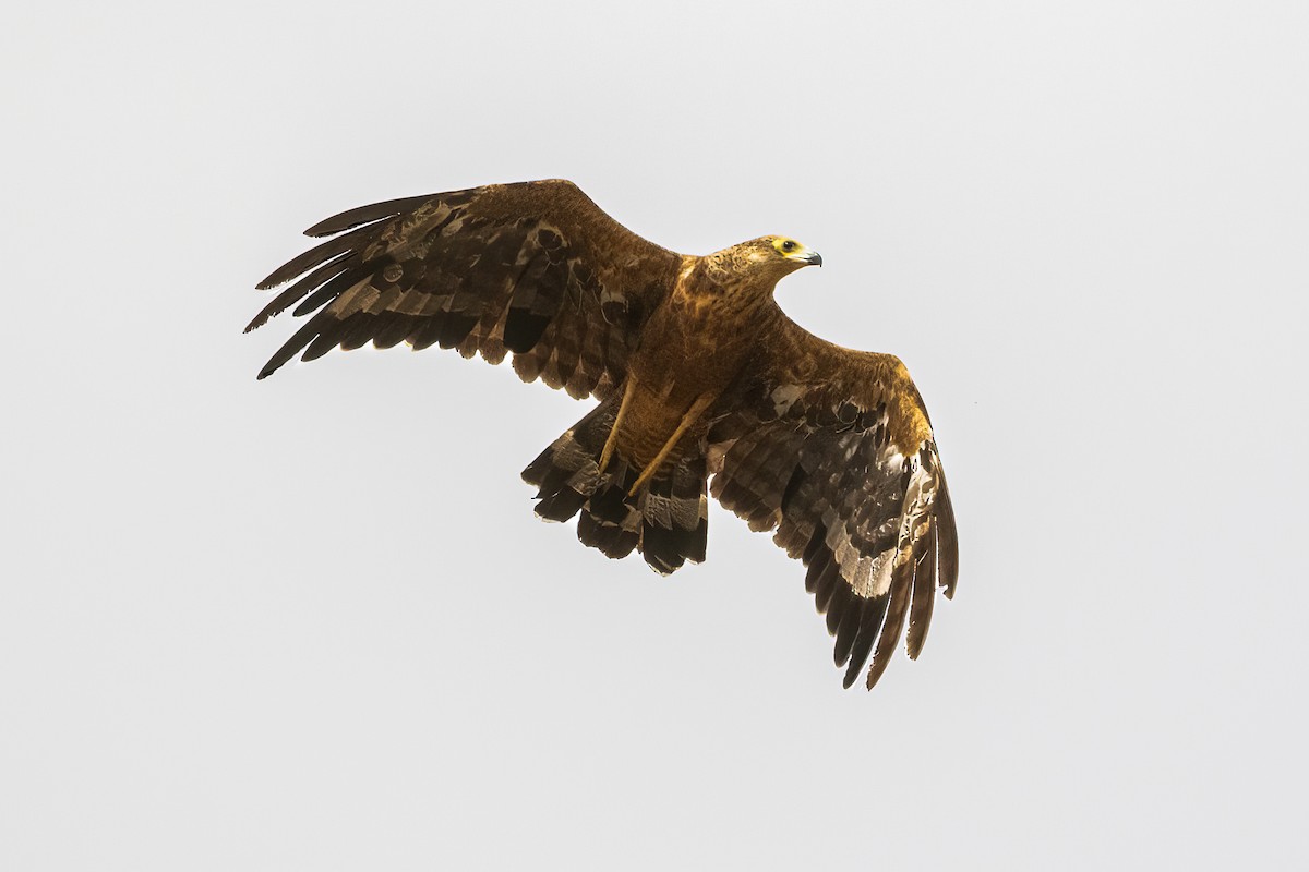 African Harrier-Hawk - ML479308971