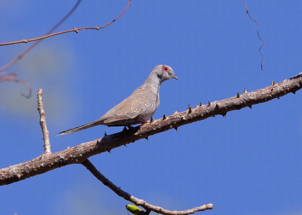 Diamond Dove - ML479309171