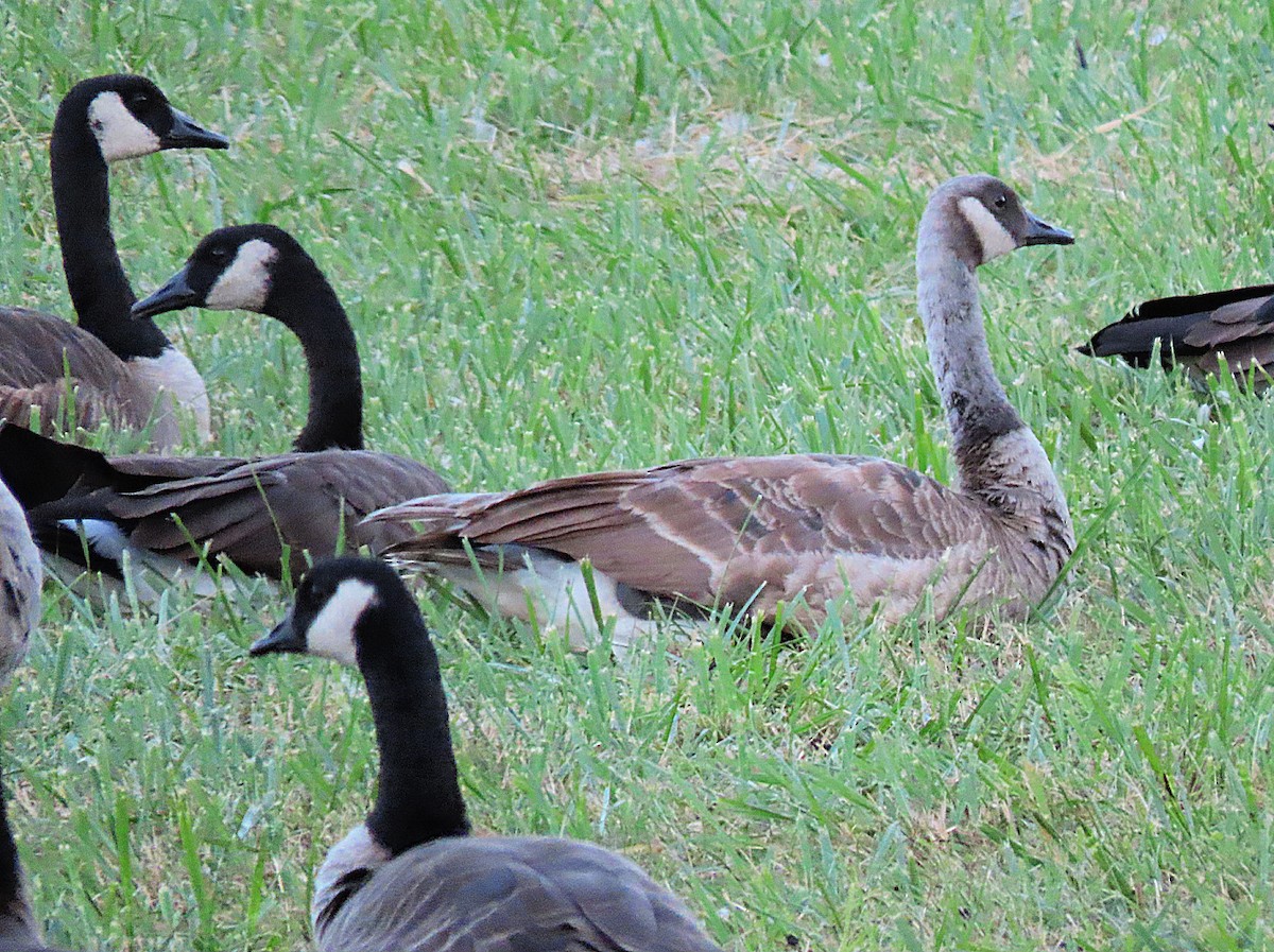 Canada Goose - ML479309571