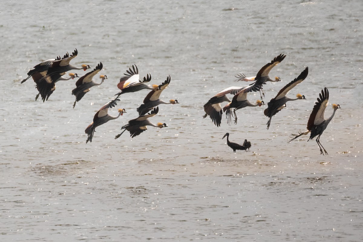 Gray Crowned-Crane - ML479309611