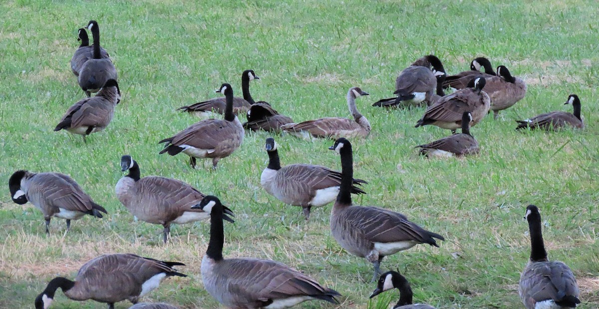 Canada Goose - ML479309621