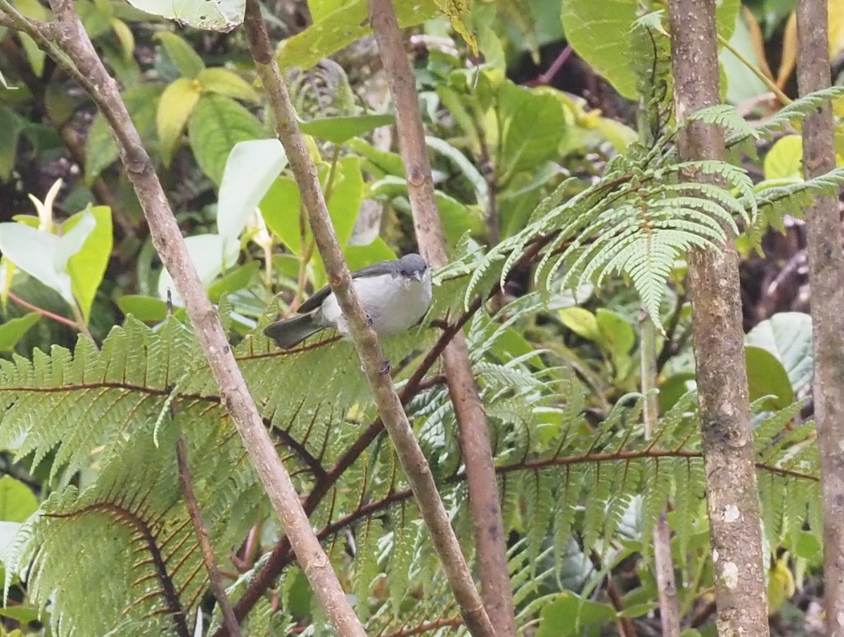 Thick-billed Berrypecker - ML479310381