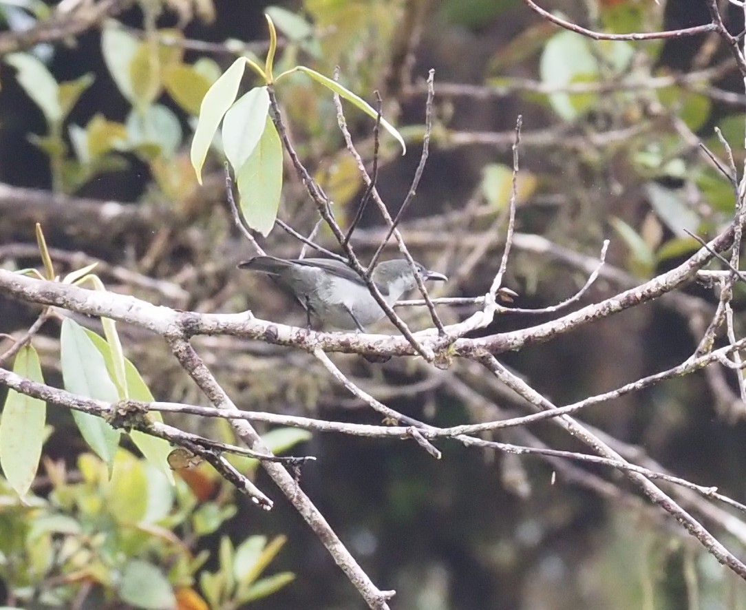 Thick-billed Berrypecker - ML479310421