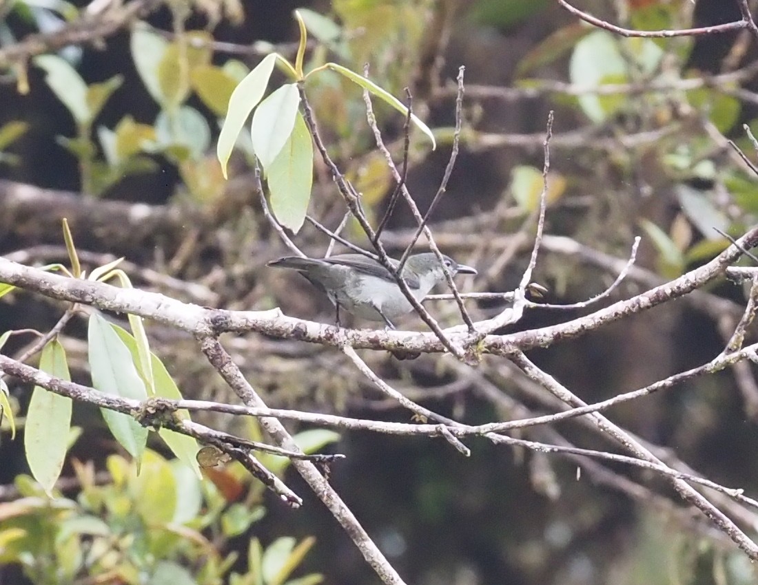 Thick-billed Berrypecker - ML479310451