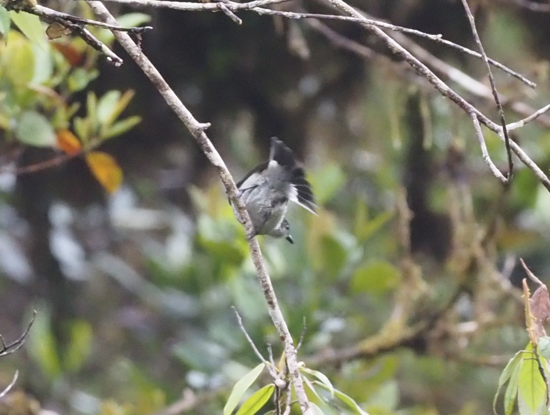 Thick-billed Berrypecker - Stephan Lorenz