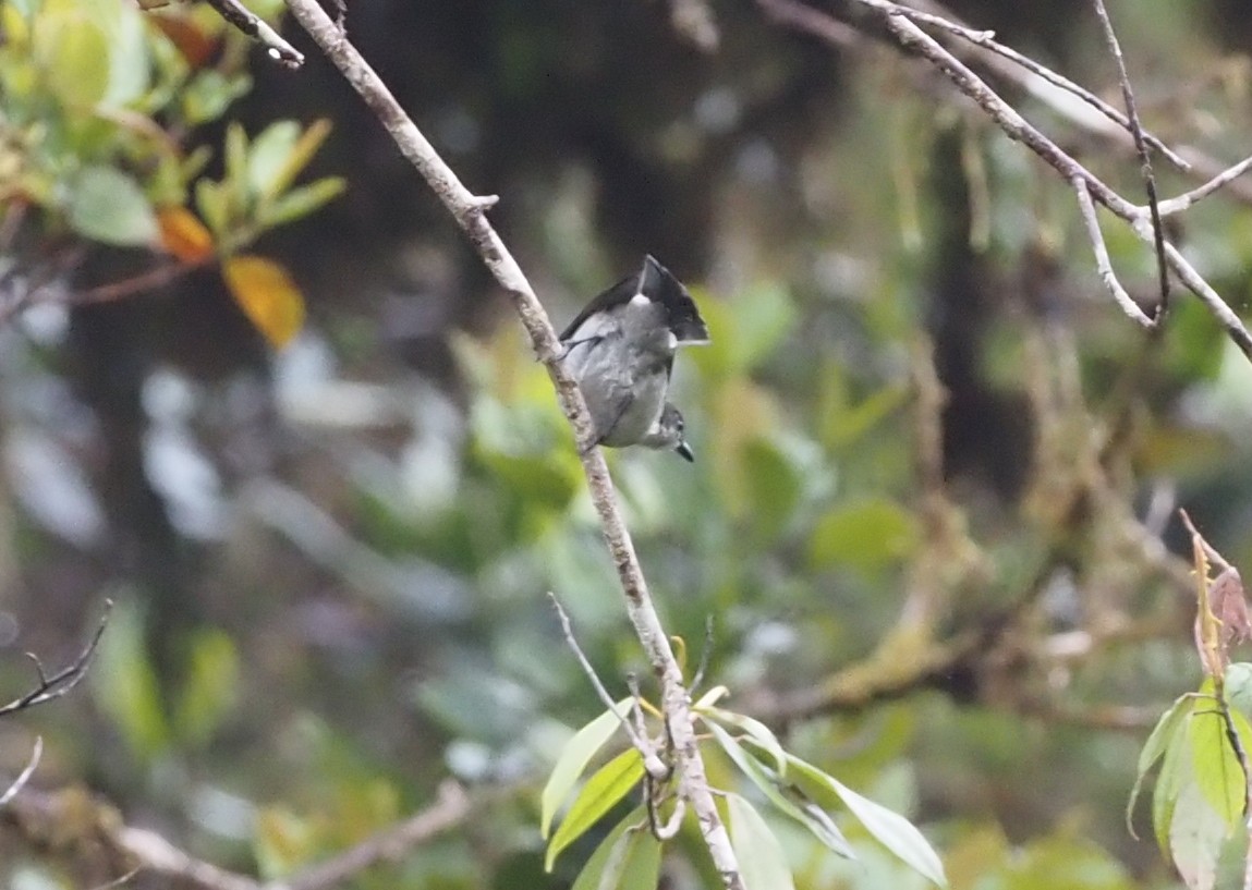 Thick-billed Berrypecker - ML479310531