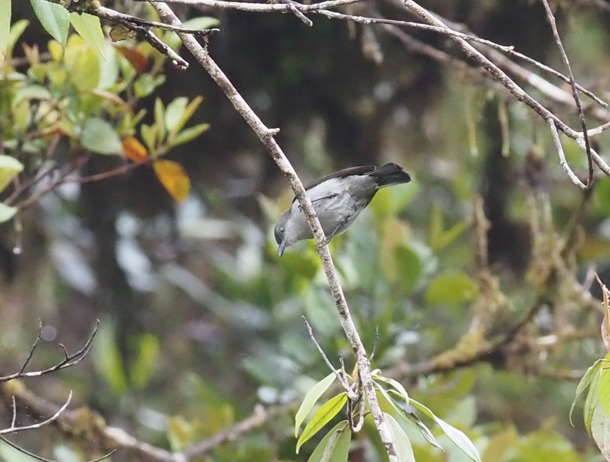 Thick-billed Berrypecker - ML479310581